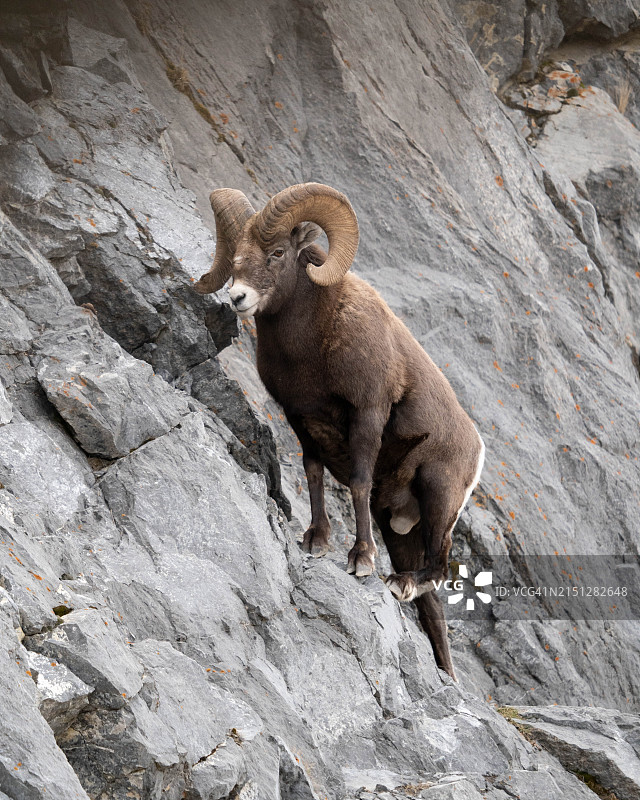 大角羊图片素材