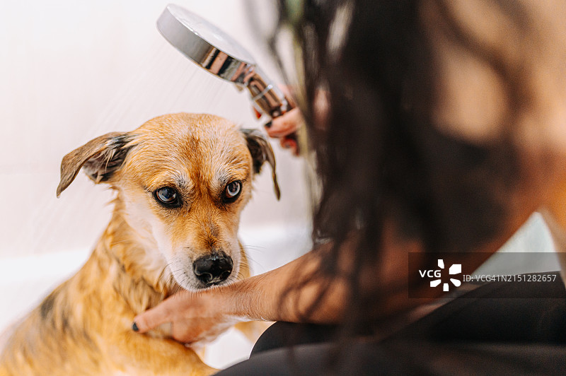 与狗的家庭生活图片素材