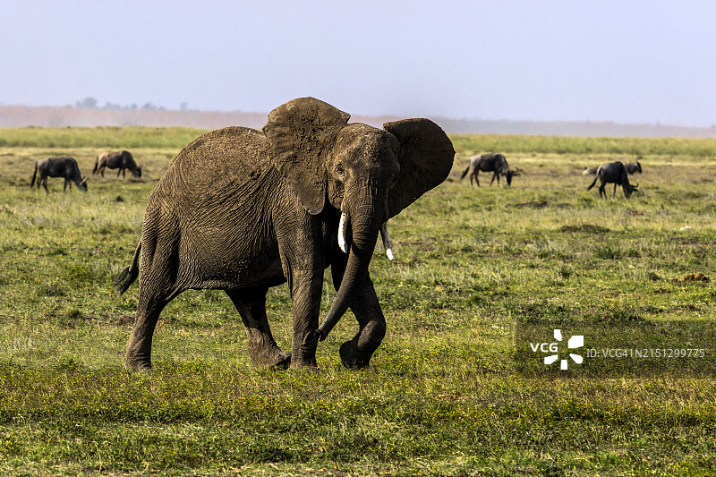 准备攻击的非洲愤怒象图片素材