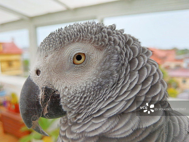 非洲灰鹦鹉肖像图片素材
