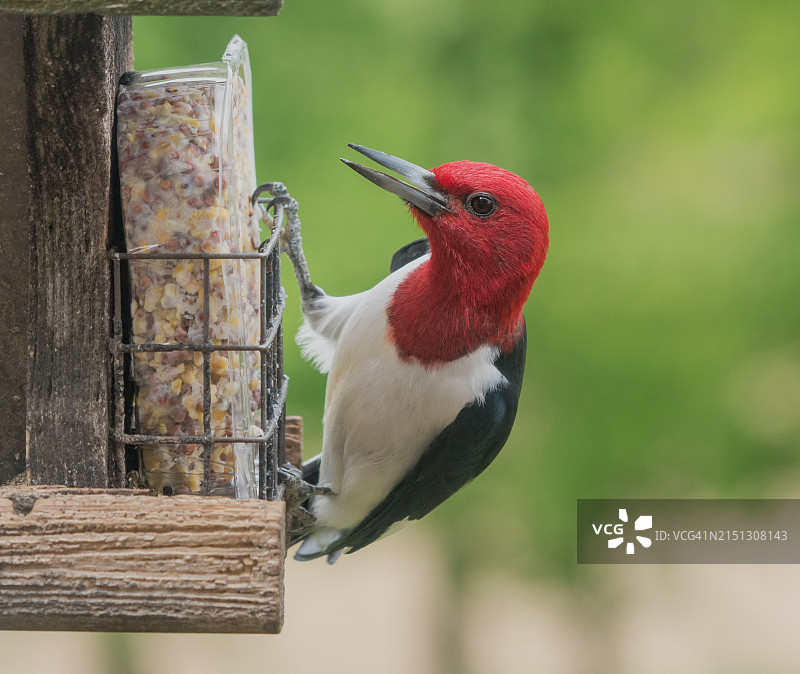 在食物供给器旁的红头啄木鸟图片素材