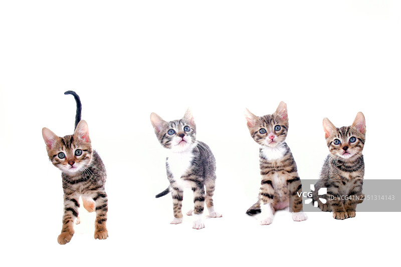 孟加拉小猫，影棚拍摄隔离图片素材