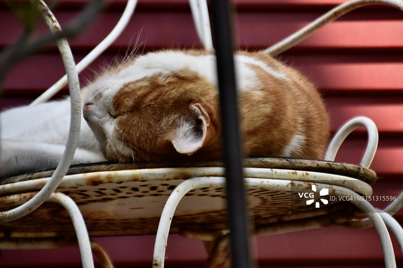 睡觉的猫图片素材