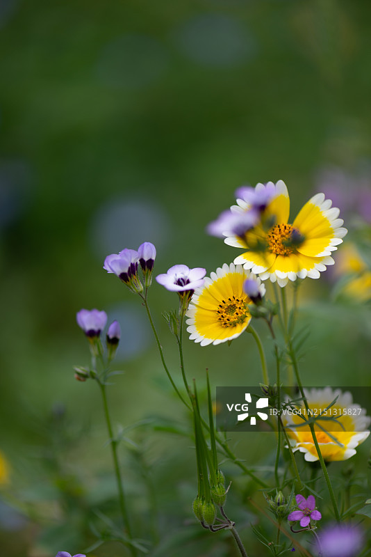 鸟眼吉利花和整洁丽草野花图片素材