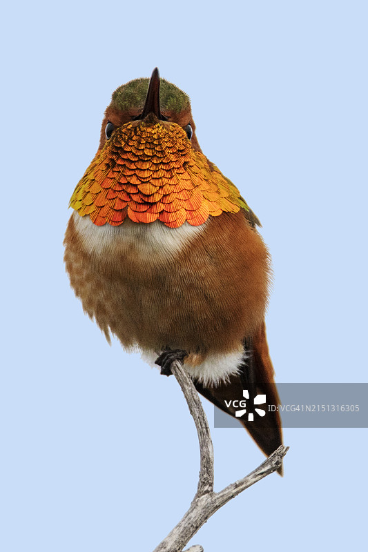 雄性艾伦蜂鸟栖息图片素材