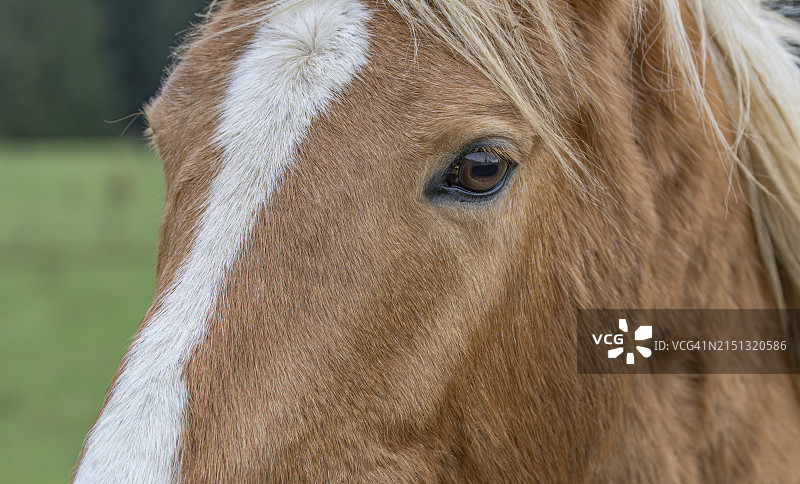 马头特写图片素材