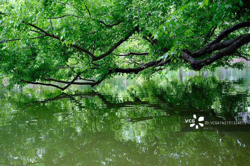 水面上的绿叶树图片素材