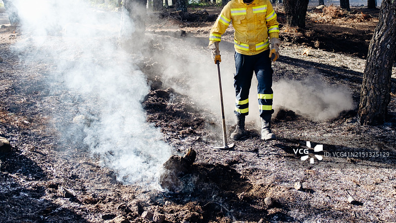 消防员处理松树林中的残余火灾图片素材