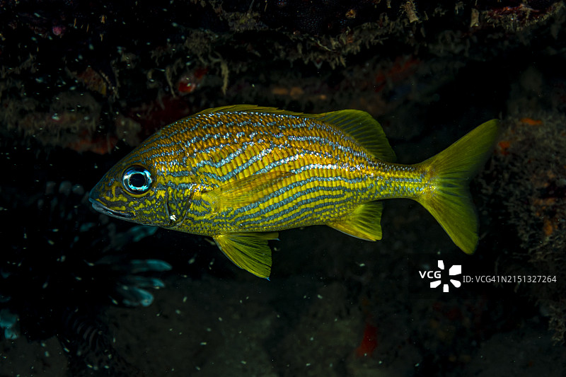 法式咕噜甜点图片素材