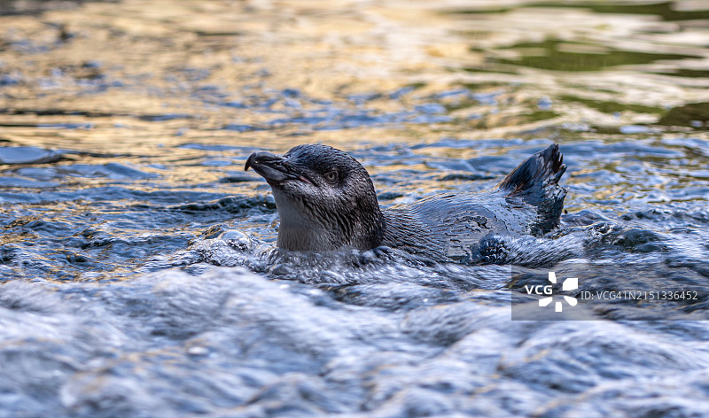 正在游泳的小蓝企鹅图片素材