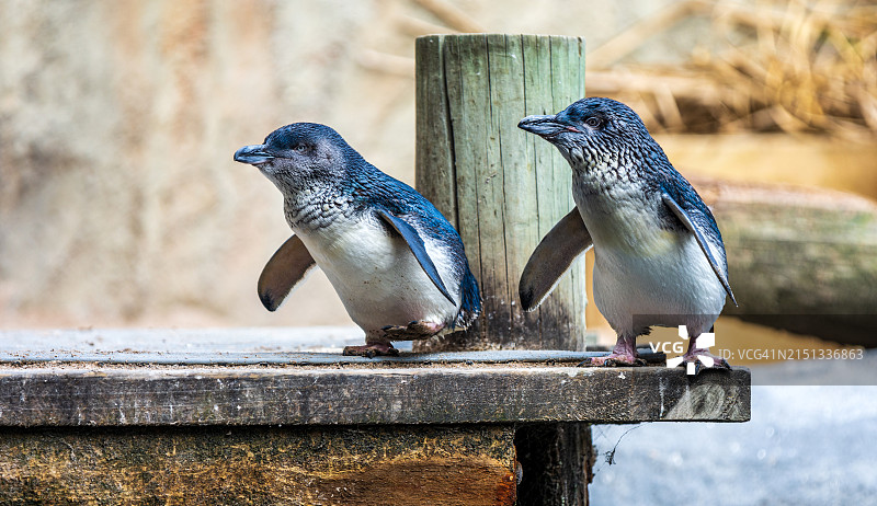 小蓝企鹅图片素材
