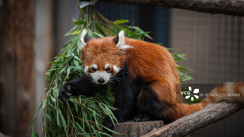 小熊猫图片素材