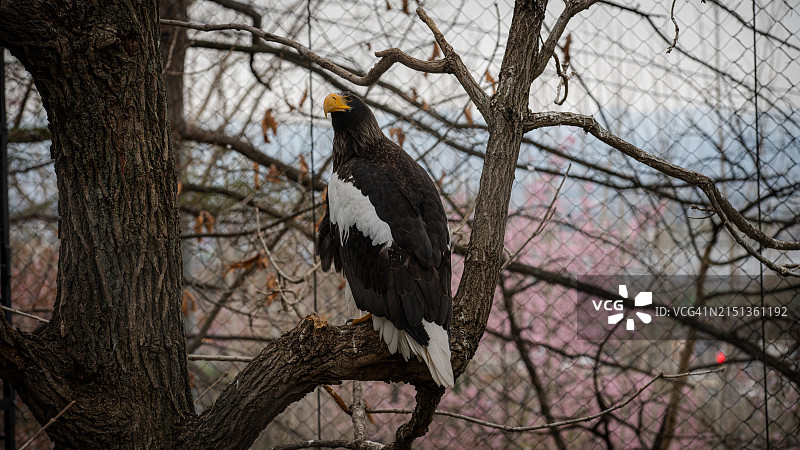 虎头海雕图片素材