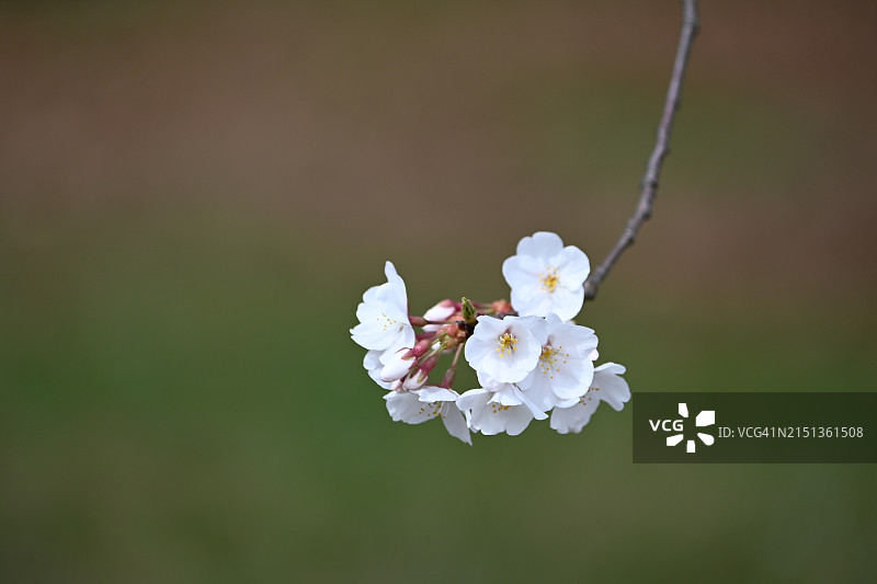 布拉德福梨花图片素材