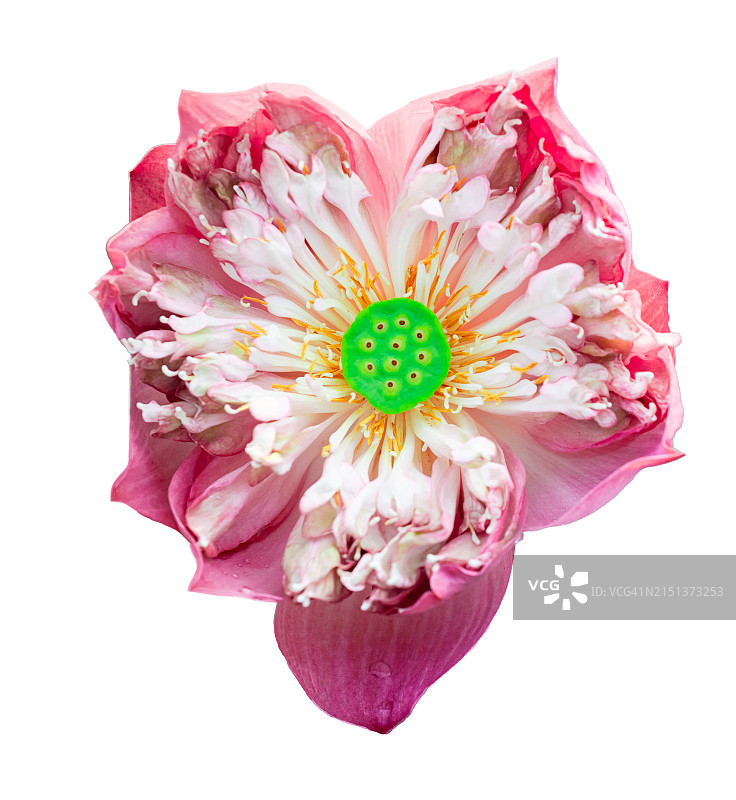 白色背景上的粉色莲花剪纸图片素材