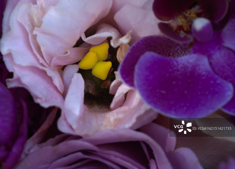粉红色花的雄蕊微距特写图片素材
