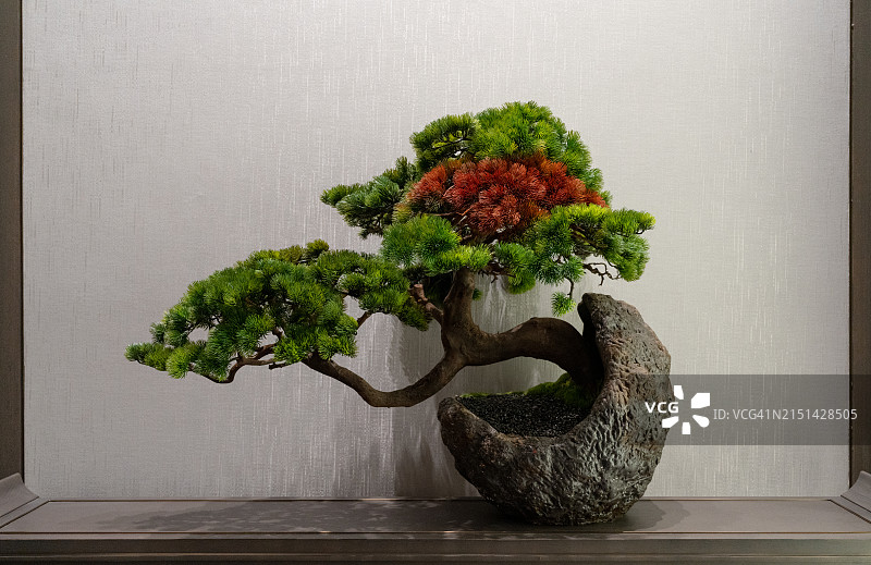 盆栽植物图片素材