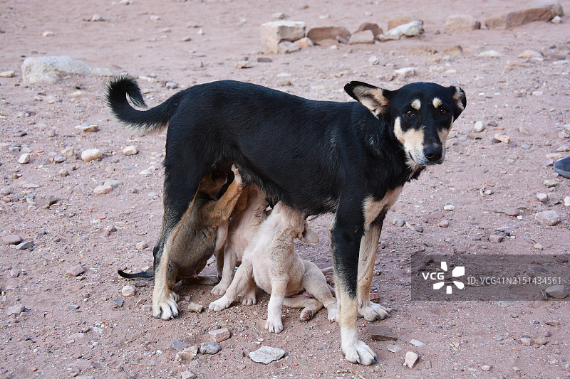 母狗哺乳小狗图片素材