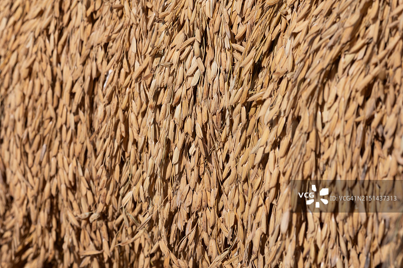 刚收割的稻穗纹理背景图片素材