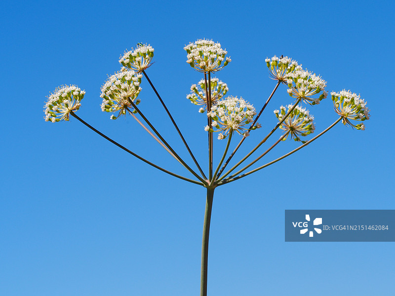 野生胡萝卜图片素材
