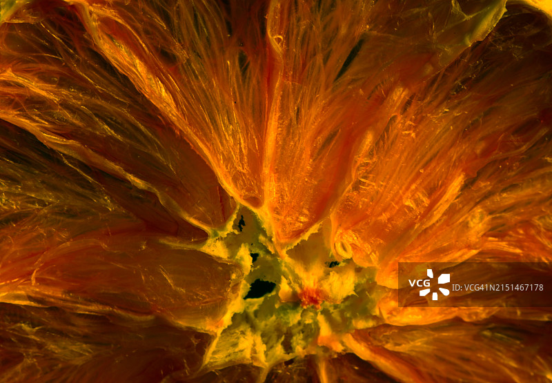 脱水橙子片图片素材