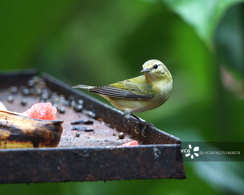 在喂食器上的田纳西莺图片素材
