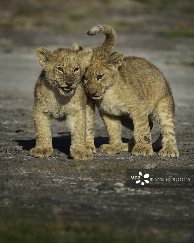小熊之爱图片素材