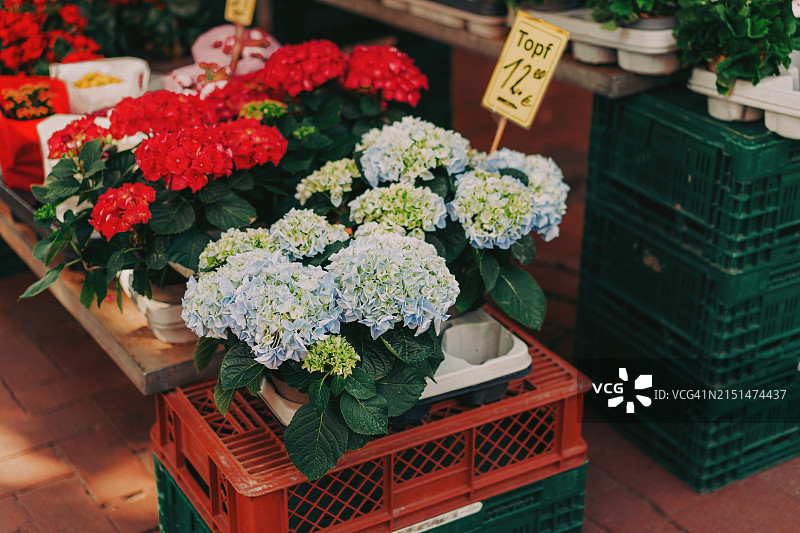 花卉市场上的盆栽花卉图片素材