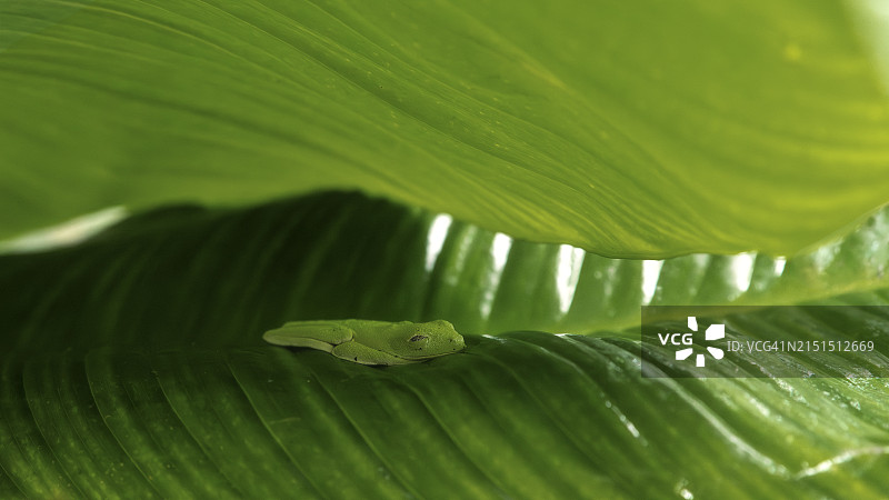 睡着的青蛙图片素材