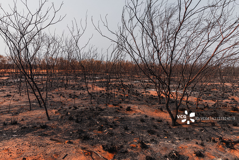 澳大利亚西部的森林大火后，焦土景观中的裸树特写图片素材