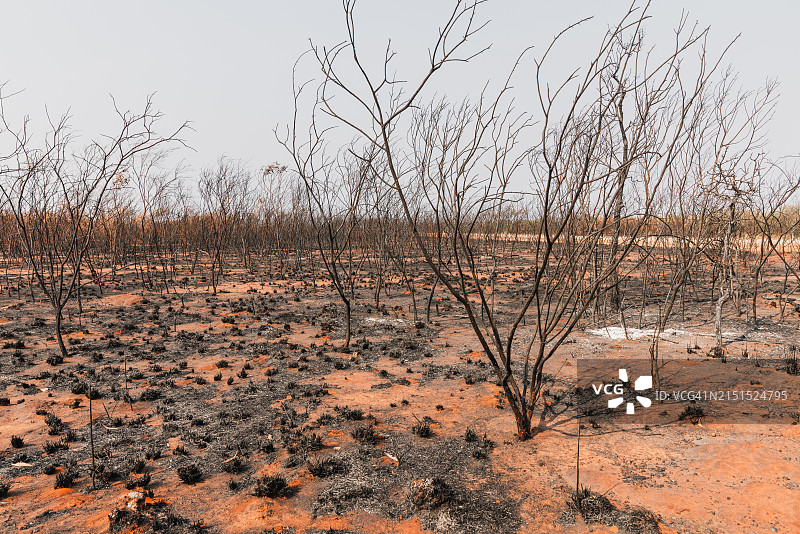 露出的树木在被烧毁的景观中拍摄于澳大利亚内陆，80英里海滩，西澳大利亚，澳大利亚图片素材