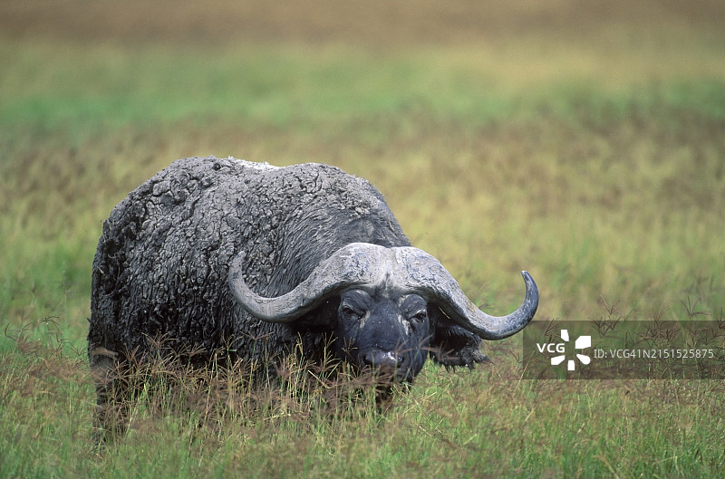 浑身是泥的非洲水牛图片素材