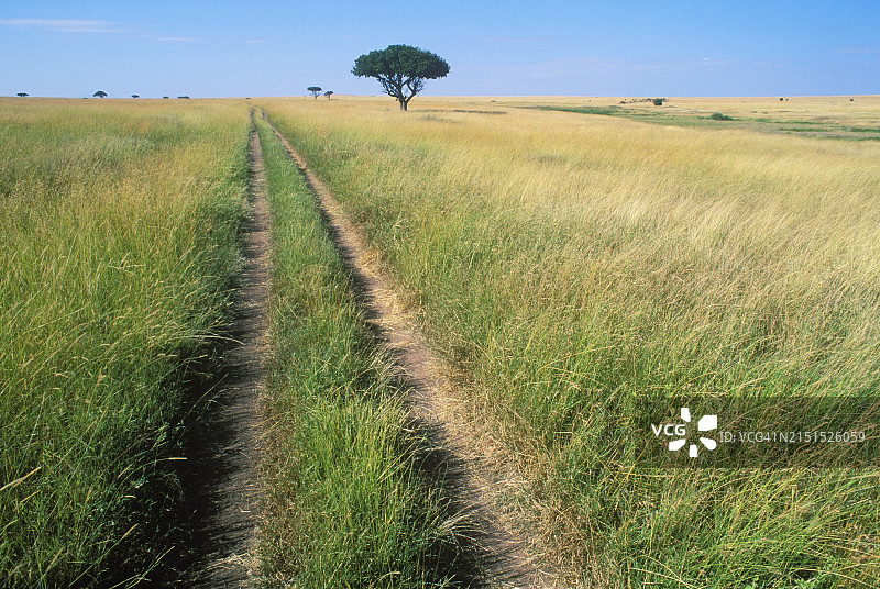 在稀树草原上行驶图片素材