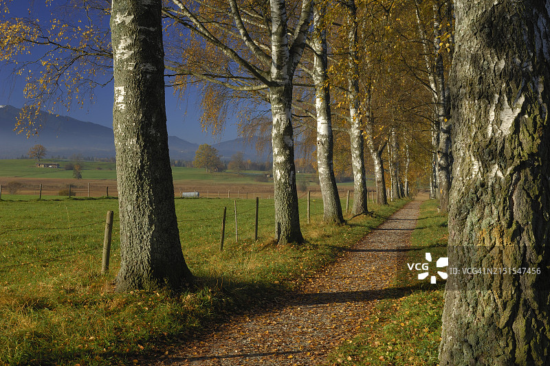 德国巴伐利亚州，Staffelsee湖：白桦树小路秋景图片素材