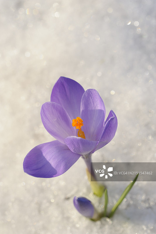雪地番红花图片素材