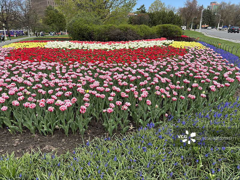 2024年加拿大首都的彩色郁金香图片素材