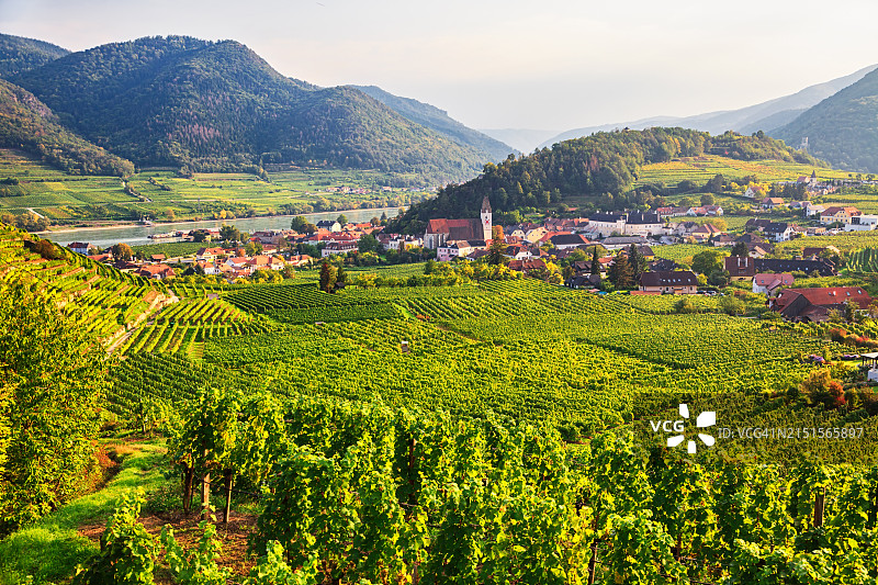 奥地利瓦豪山谷斯皮茨周围的绿色葡萄园图片素材