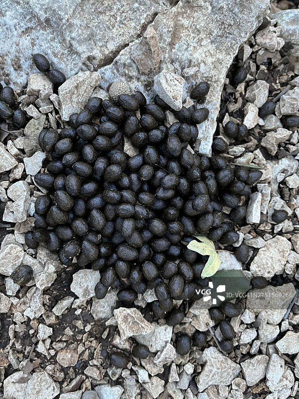 撒丁岛山区中的兔子粪便图片素材