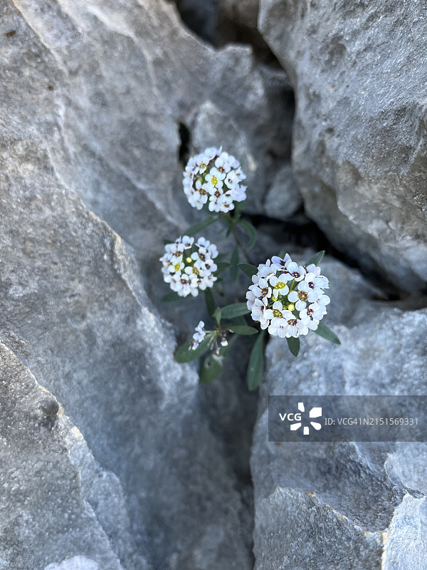 石头上的白色花朵图片素材
