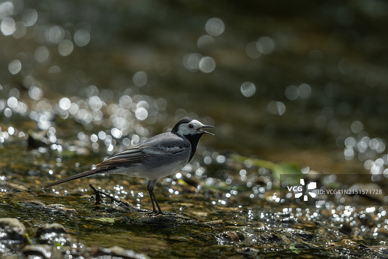 歌唱的雄性白鹡鸰图片素材