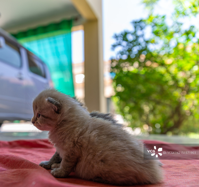 等待中的小猫图片素材