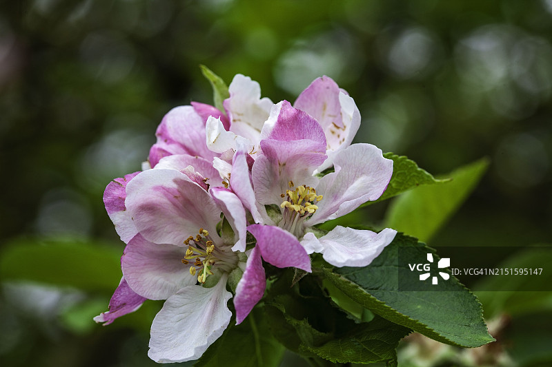 苹果花图片素材