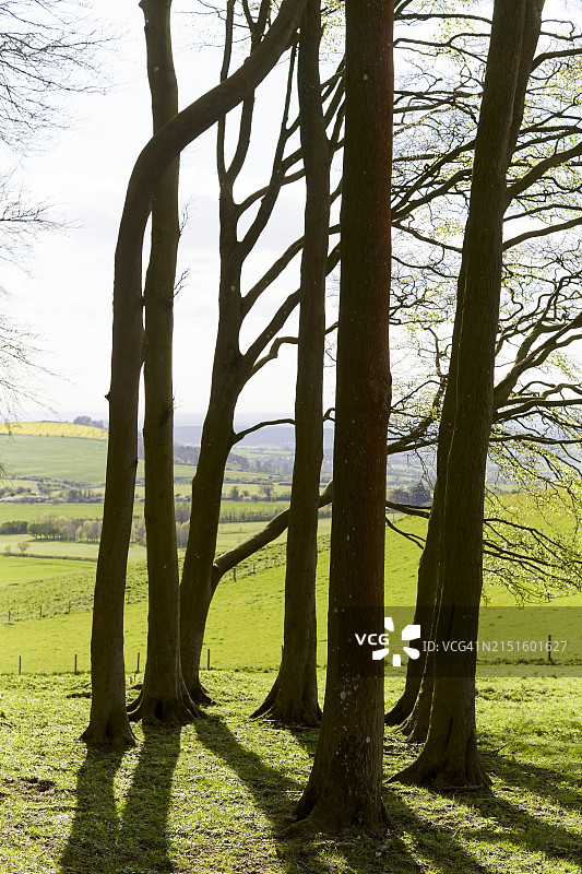 威尔特郡早春景色图片素材