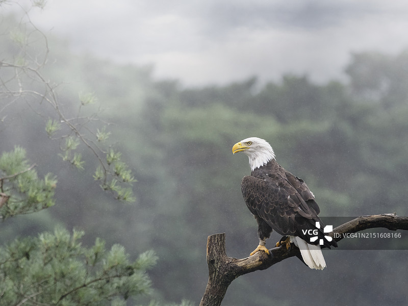 栖息在树枝上的老鹰图片素材