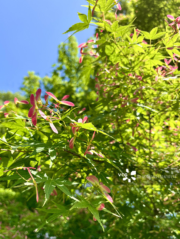 新鲜的绿色日本枫叶图片素材
