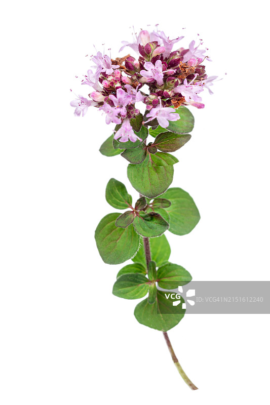 牛至或马郁兰图片素材