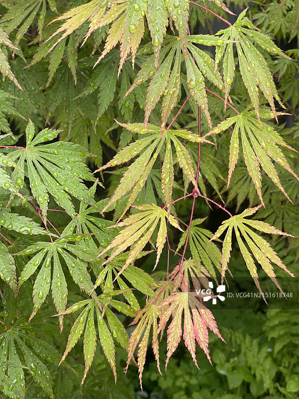 夏季雨滴落在日本枫树叶子上，俄勒冈州波特兰图片素材