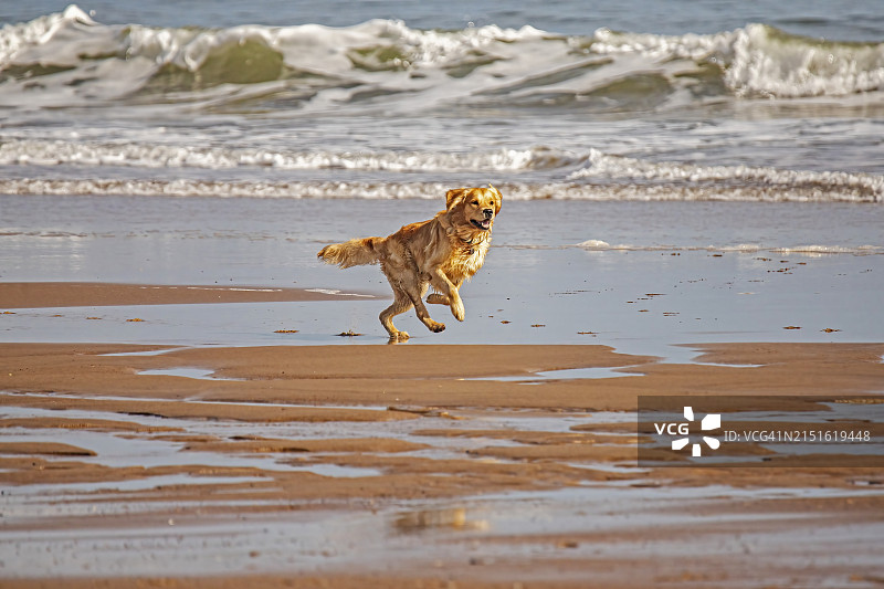 拉布拉多猎犬，沃克沃思海滩，英国诺森伯兰图片素材