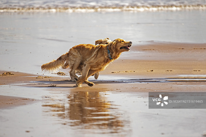拉布拉多猎犬，沃克沃思海滩，英国诺森伯兰图片素材