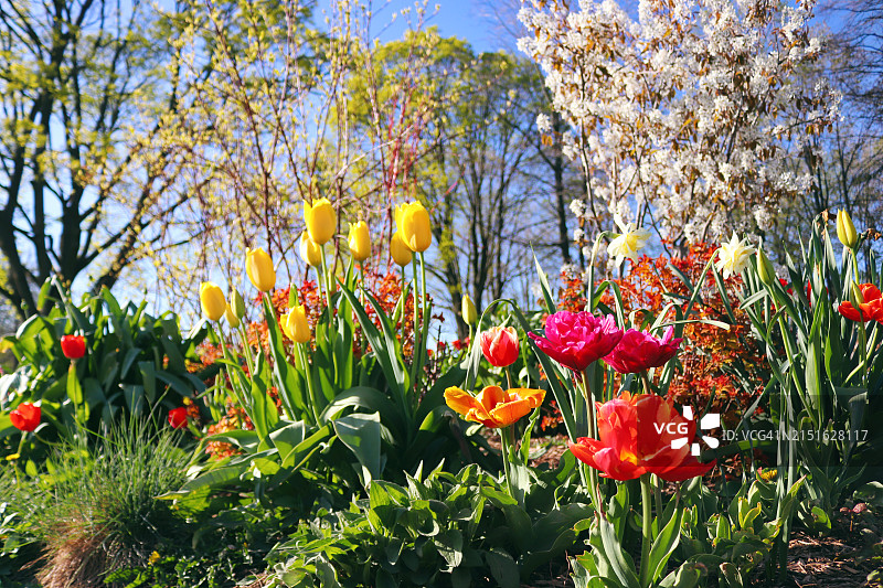 春季花园展示图片素材